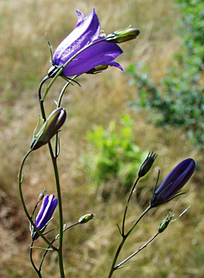 Campanula rotundifolia, Rundblättrige Glockenblume