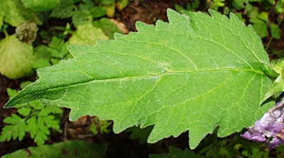 Campanula trachelium, Nesselblättrige Glockenblume, Blatt