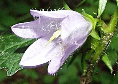 Campanula trachelium, Nesselblättrige Glockenblume, Blüte