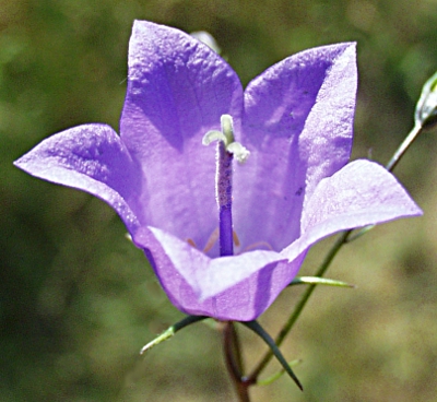 Campanula rotundifolia, Rundblttrige Glockenblume, Blte