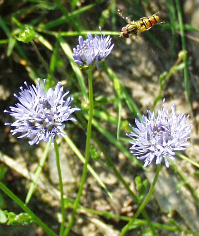 Jasione montana, Berg-Sandglöckchen