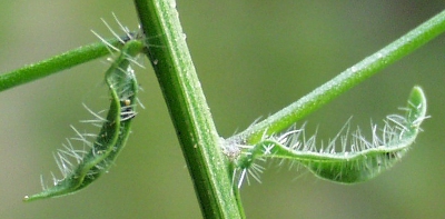 Jasione montana, Berg-Sandgl�ckchen, Bl�tter