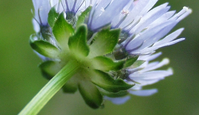 Jasione montana, Berg-Sandgl�ckchen, Deckbl�tter