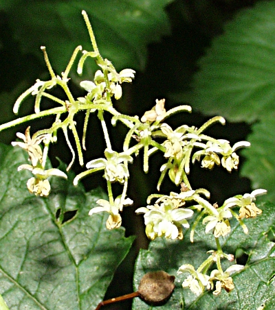 Humulus lupulus, Hopfen, männlicher Blütenstand
