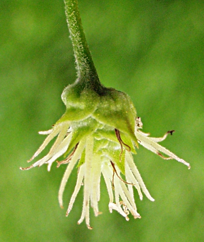 Humulus lupulus, Hopfen, weiblicher Blütenstand