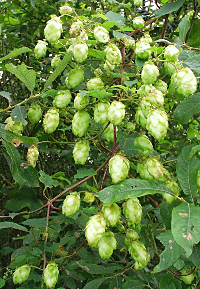 Humulus lupulus, Hopfen, Dolden
