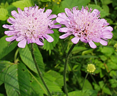 Knautia arvensis, Wiesen-Witwenblume
