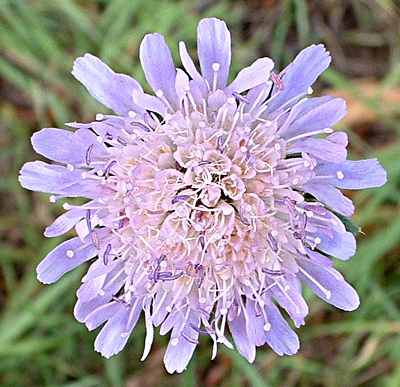 Knautia arvensis, Wiesen-Witwenblume