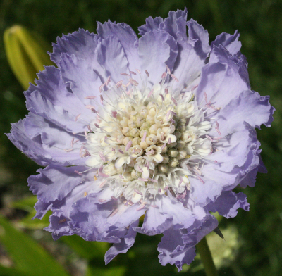 Scabiosa caucasia 'Perfecta, Garten-Skabiose'