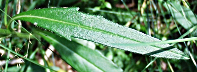 Gewhnlicher Teufelsabbiss, Succisa pratensis, Blatt