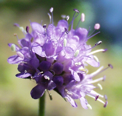 Succisa pratensis, Gewhnlicher Teufelsabbiss, Bltenkopf