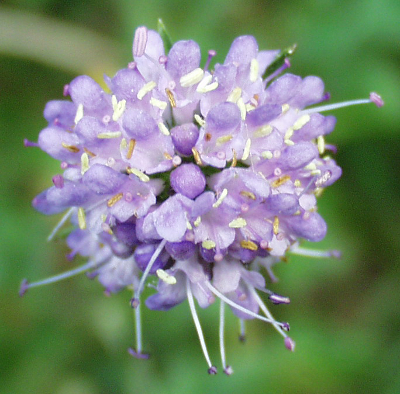 Succisa pratensis, Gewöhnlicher Teufelsabbiss, Blütenkopf