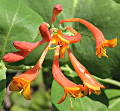 Lonicera x brownii, Gartengeißblatt, Blütenstand