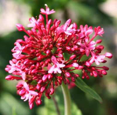 Rote Spornblume, Centranthus ruber