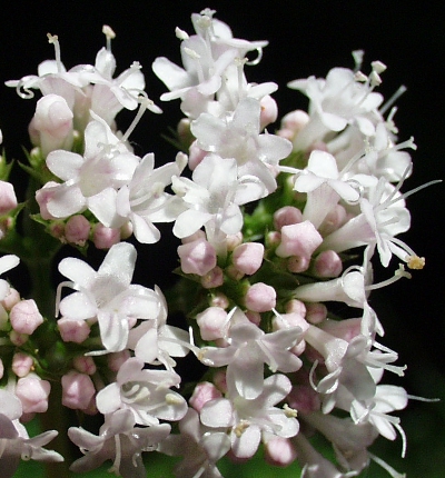 Valeriana excelsa ssp. excelsa, Kriechender Arzei-Baldrian, Blüten