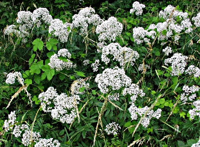 Valeriana procurrens, Echter Kriech-Baldrian