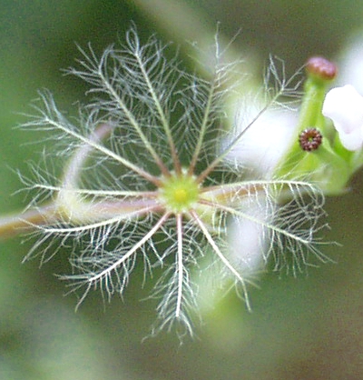 Valeriana excelsa ssp. excelsa, Kriechender Arzei-Baldrian, Frucht