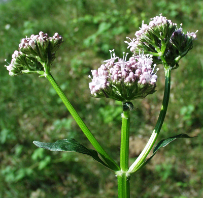 Valeriana excelsa ssp. excelsa, Arznei-Baldrian, junge Pflanze