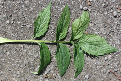 Valeriana excelsa ssp. sambucifolia, Holunderbl�ttriger Kriech-Baldrian, mittleres St�ngelblatt