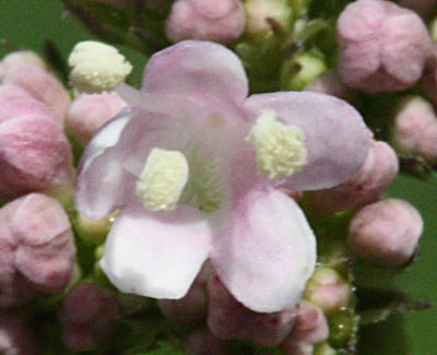Valeriana excelsa ssp. sambucifolia, Holunderbl�ttriger Kriech-Baldrian, Bl�te