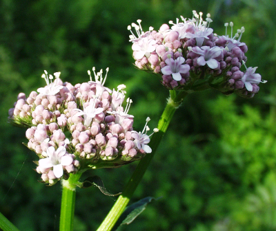 Valeriana excelsa ssp. sambucifolia, Holunderbl�ttriger Kriech-Baldrian, Bl�tenstand