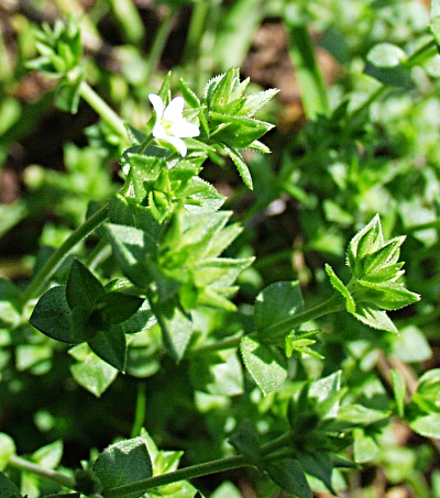 Arenaria serpyllifolia, Thymianblättriges Sandkraut