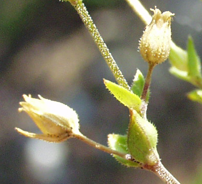 Arenaria serpyllifolia, Thymianbl�ttriges Sandkraut, Fr�chte