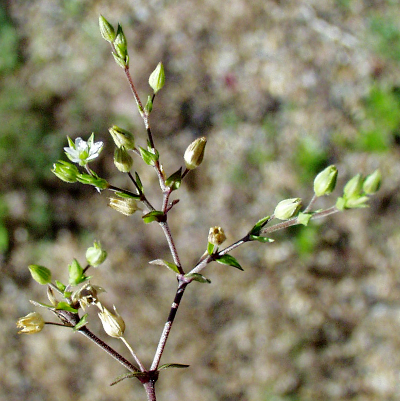 Arenaria serpyllifolia, Thymianblättriges Sandkraut