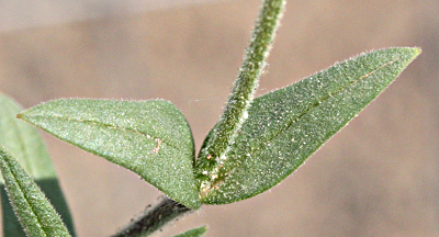 Cerastium arvense, Acker-Hornkraut, Bltter