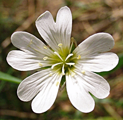 Cerastium arvense, Acker-Hornkraut, Blte