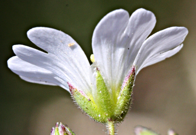 Cerastium arvense, Acker-Hornkraut, Kelch