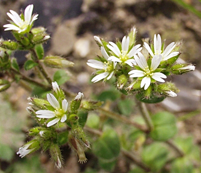 Cerastium glomeratum, Knäuel-Hornkraut, Blüten