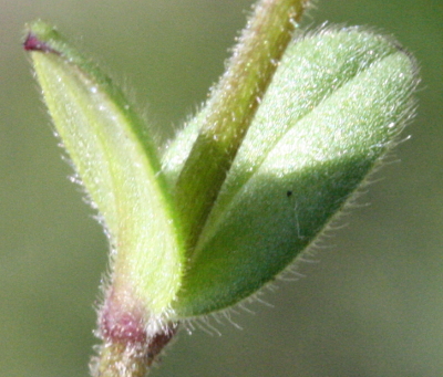 Cerastium semidecandrum, F�nfm�nniges Hornkraut, Bl�tter