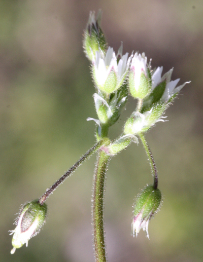 Cerastium semidecandrum, F�nfm�nniges Hornkraut, Bl�tenstand