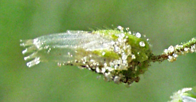 Cerastium semidecandrum, F�nfm�nniges Hornkraut, Frucht