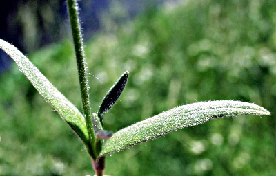 Cerastium tomentosum, Filziges Hornkraut, Blätter