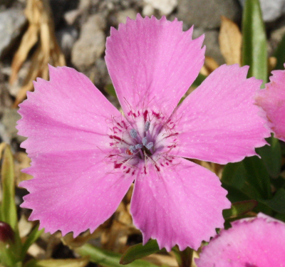 Dianthus alpinus, Alpen-Nelke