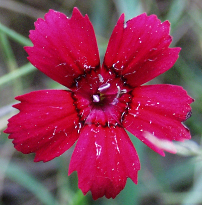Dianthus deltoides, Heide-Nelke, rote Blüte
