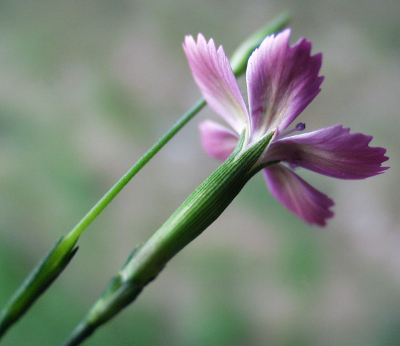 Dianthus deltoides, Heide-Nelke, Kelch