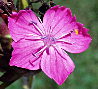Dianthus giganteus, Riesen-Neke, Bl�te