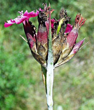 Dianthus giganteus, Riesen-Neke, Bl�tenstand