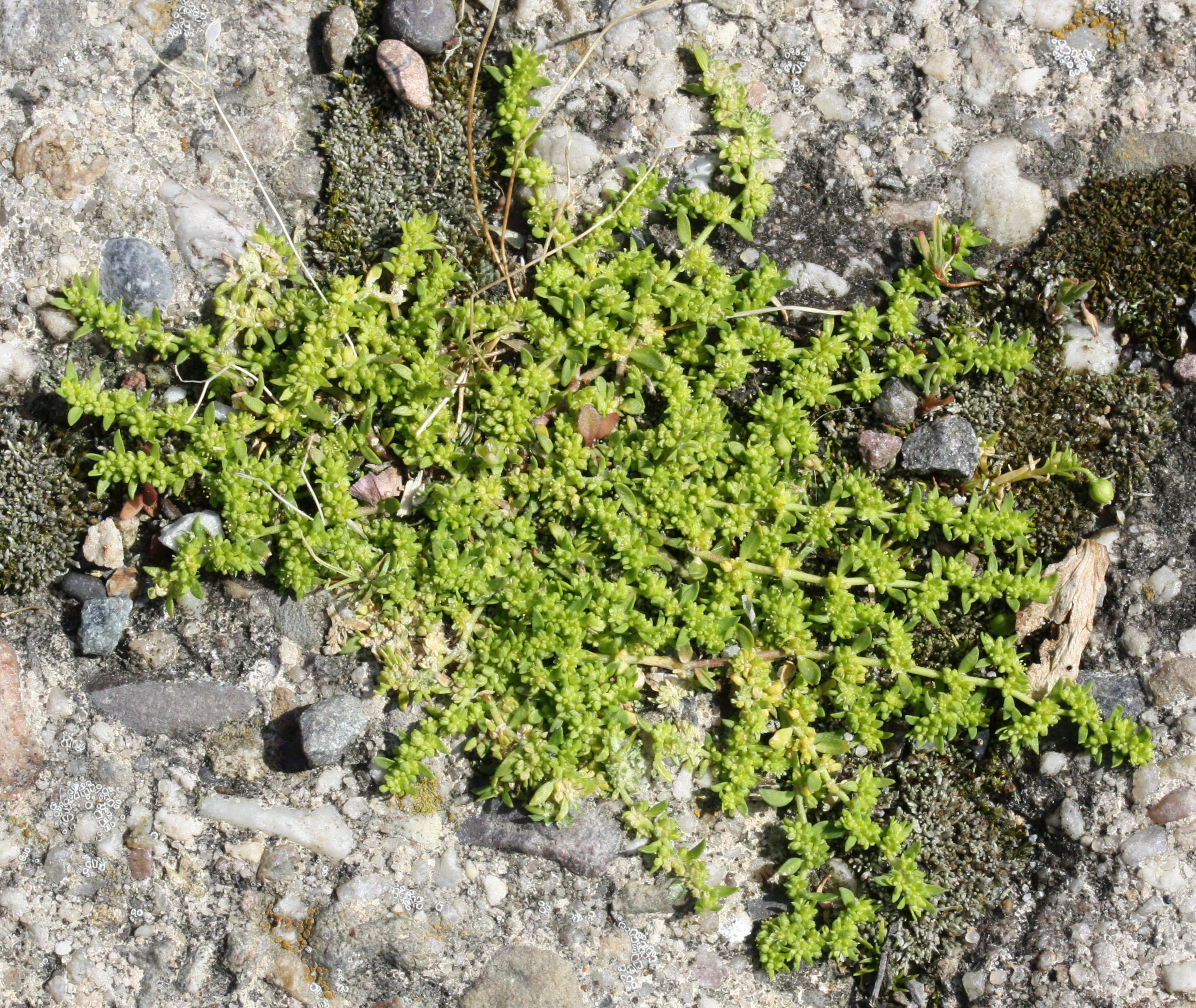 Herniaria glabra, Kahles Bruchkraut, Habitus