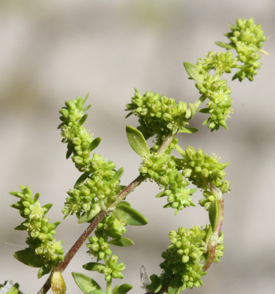 Herniaria glabra, Kahles Bruchkraut