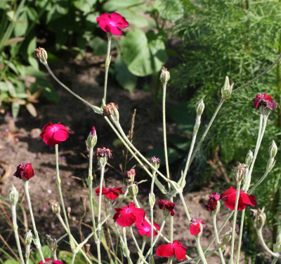 Lychnis coronaria, Kronen-Lichtnelke