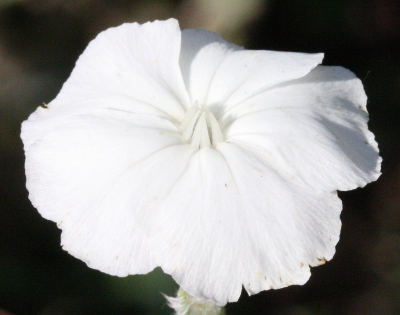 Lychnis coronaria, Kronen-Lichtnelke, wei