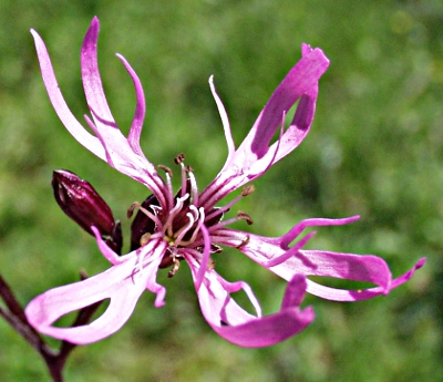 Lychnis flos-cuculi, Kuckucks-Lichtnelke, Blüte