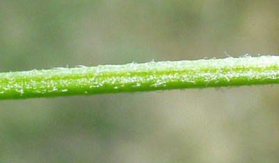 Lychnis flos-cuculi, Kuckucks-Lichtnelke, Stngel