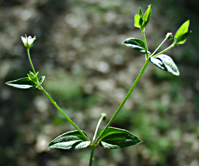 Moehringia trinervia, Dreinervige Nabelmiere