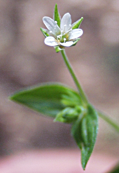 Moehringia trinervia, Dreinervige Nabelmiere, Bl�te