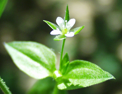 Moehringia trinervia, Dreinervige Nabelmiere, Blüte